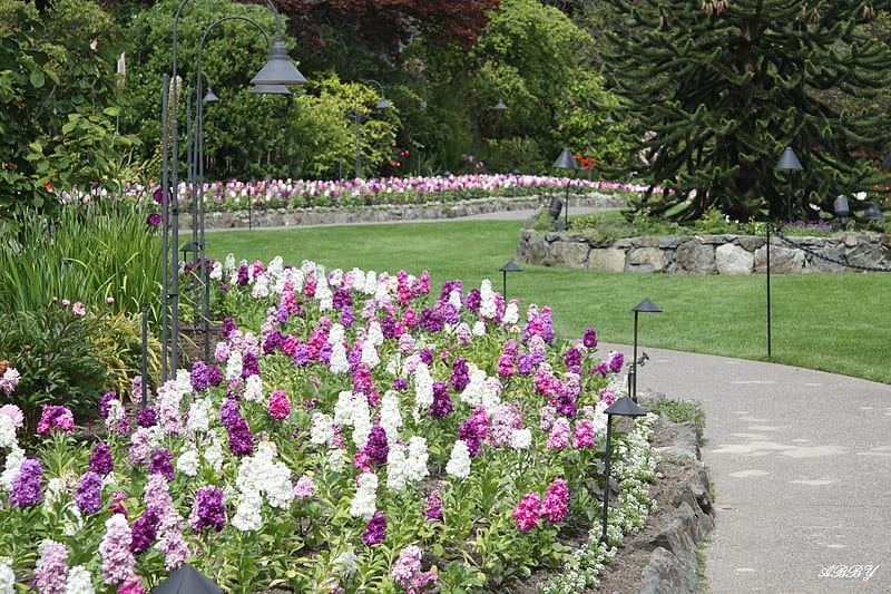 Beautiful garden in Victoria BC, graphy, purple, green, Flowers, white, HD wallpaper