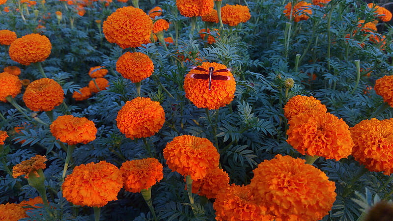 Marigold Flower, flower, flower garden, garden, hopper, HD wallpaper