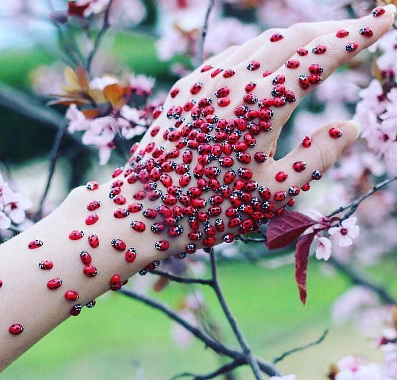 Red Ladybug Blossom Flower Insect Hand Spring Woman Hd Wallpaper Peakpx 