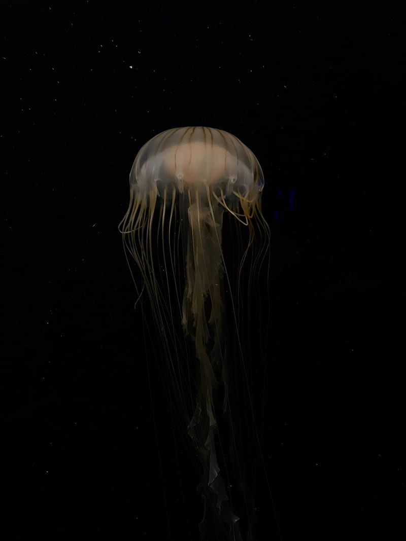 jellyfish, bonito, tentacle, water, dark, HD phone wallpaper