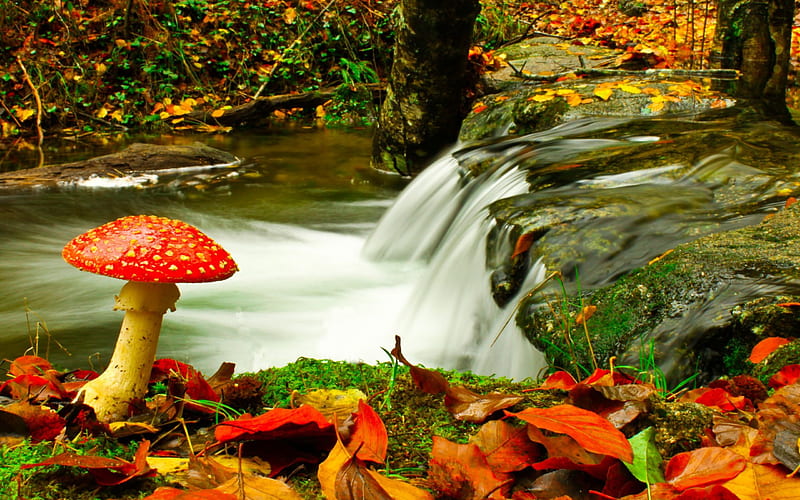 Fly Mushroom, fall, leaves, water, colors, river, season, HD wallpaper