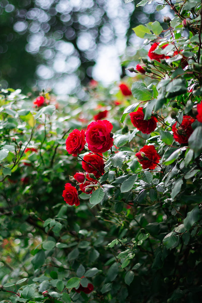 red roses in tilt shift lens, HD phone wallpaper