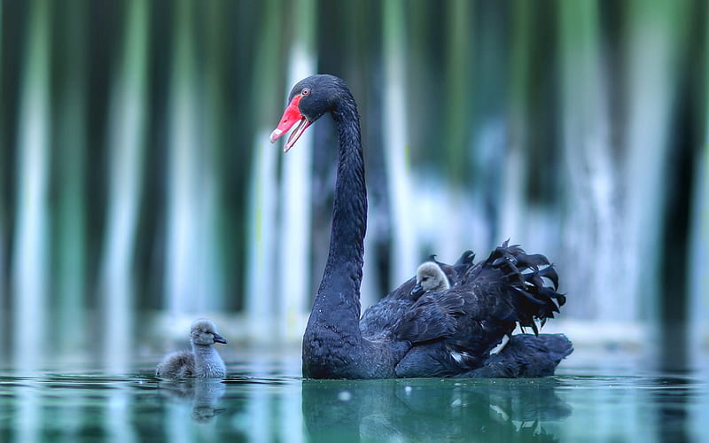black swan, lake, mother and cub, wildlife, blur, swans, HD wallpaper