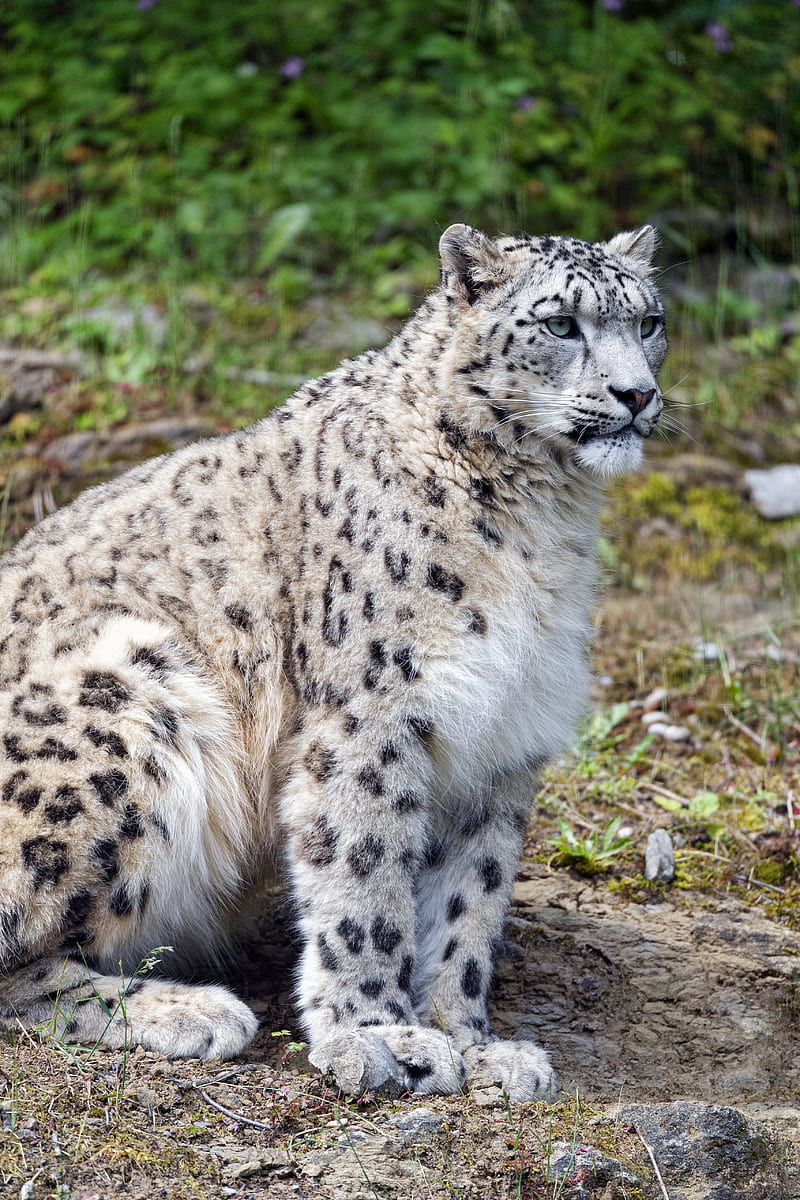 snow leopard, predator, big cat, spots, grass, HD phone wallpaper