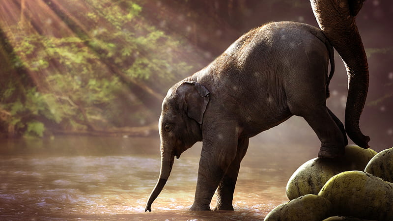 elephant family, water, wildlife, Animal, HD wallpaper