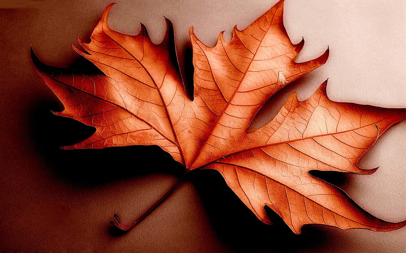 THE FALLEN LEAF, fallen, autumn, nature, leaf, HD wallpaper