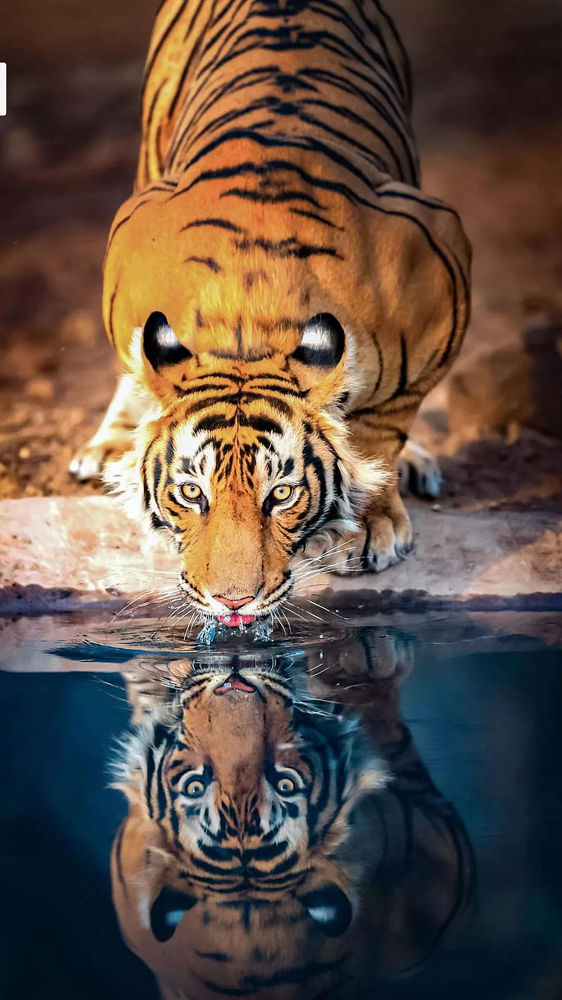 Cool Tiger, drinking water, HD phone wallpaper