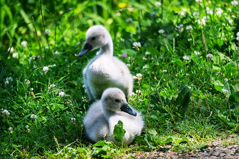Baby Swan, cute, swan, bird, baby, HD wallpaper