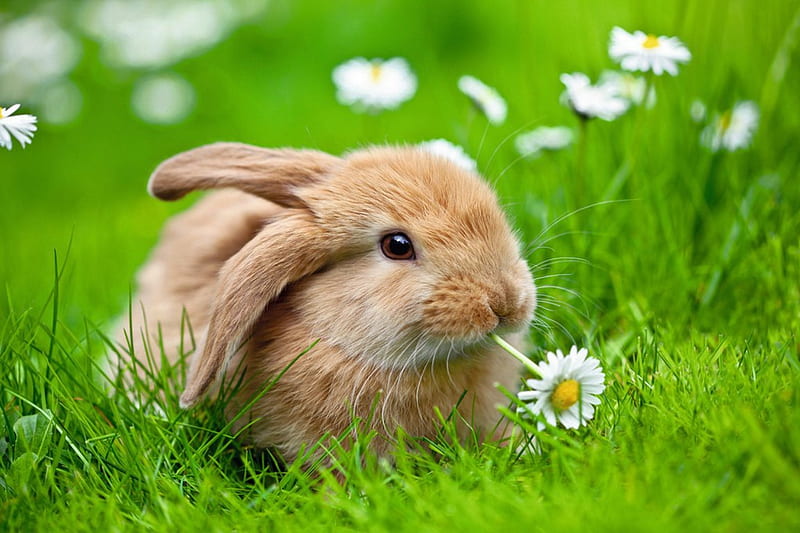 Cute little rabbit, rabbit, grass, daises, adorable, spring, animal, sweet,  cute, HD wallpaper | Peakpx