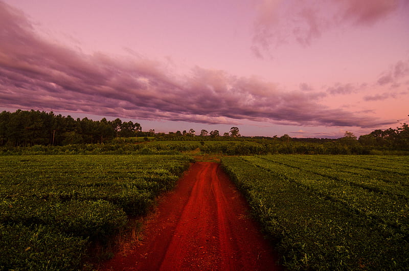 path, field, grass, sunset, sky, clouds, HD wallpaper