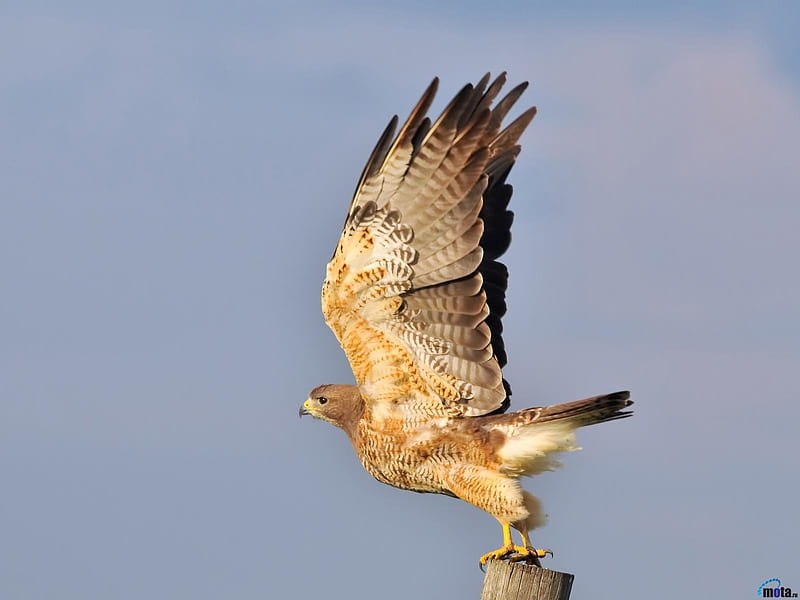 Soaring Falcon, wings, bird, take-off, falcon, animal, HD wallpaper