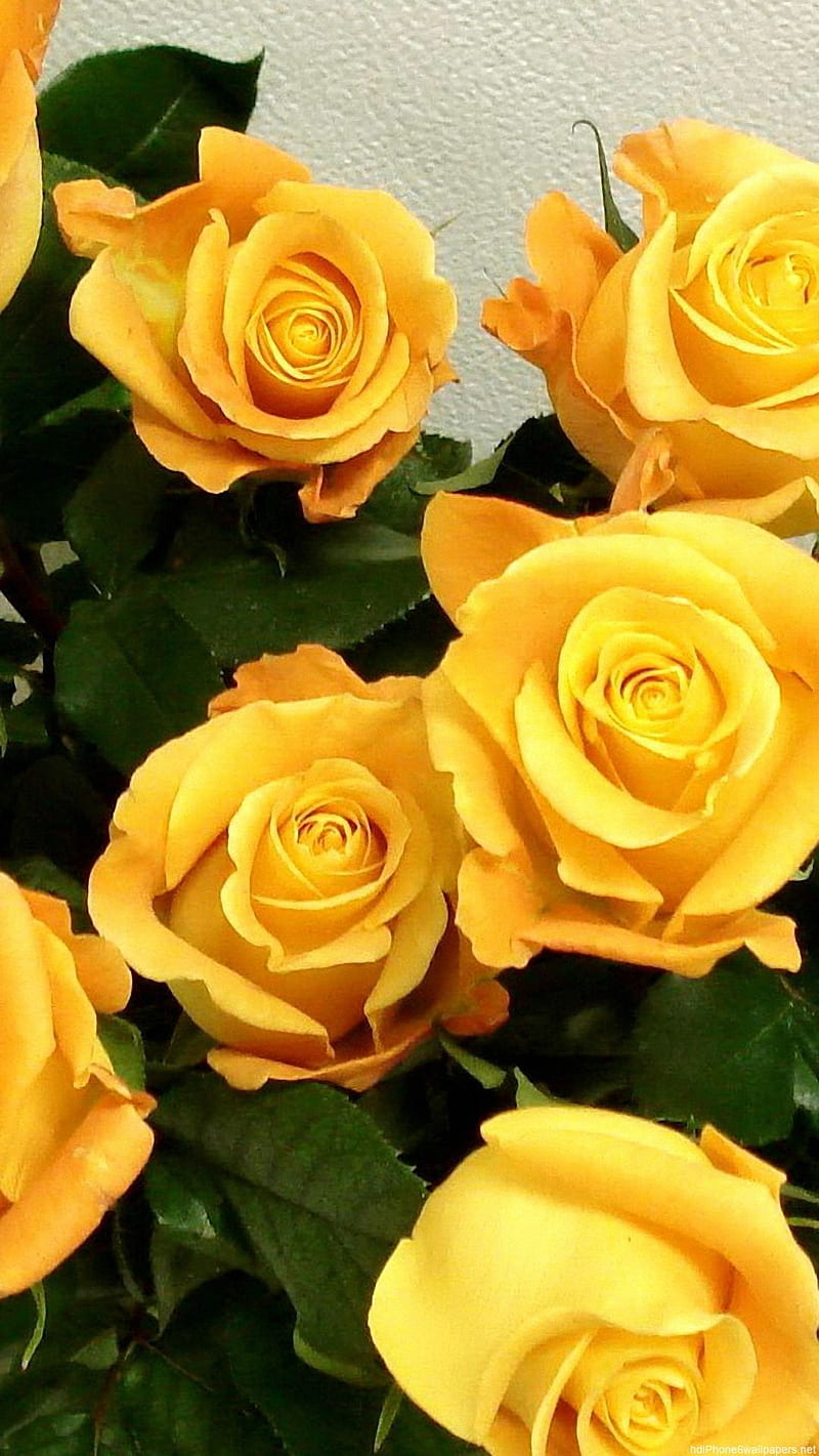 Yellow Roses - Flowers, yellow rose, rose, bonito, HD phone wallpaper |  Peakpx