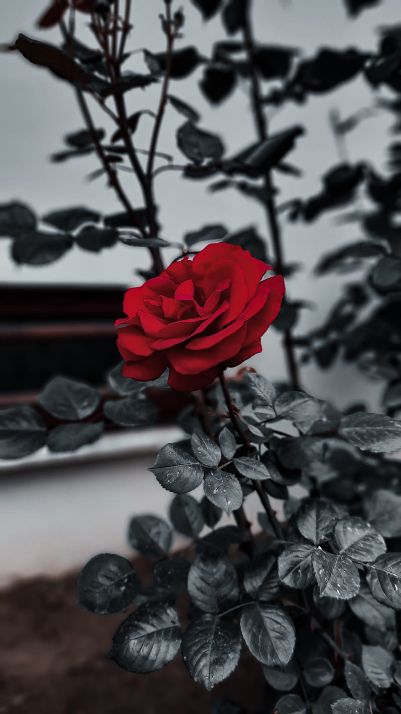 Jardín de rosas rojas, flores, rosas, Fondo de pantalla de teléfono HD |  Peakpx