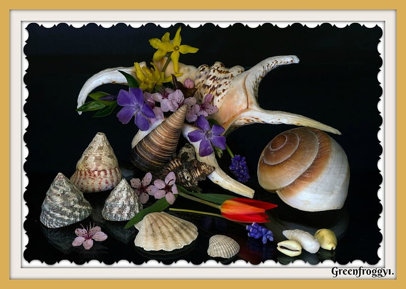 SHELLS WITH FLOWERS, FLOWERS, SHELLS, ABSTRACT, HD wallpaper | Peakpx