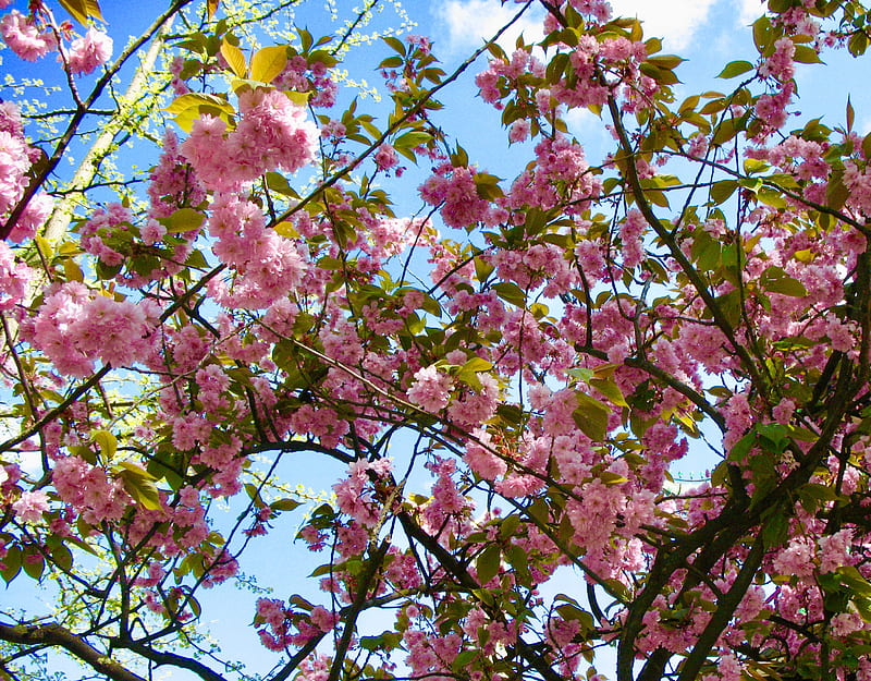 Flor rosa, flores, árboles, Fondo de pantalla HD | Peakpx