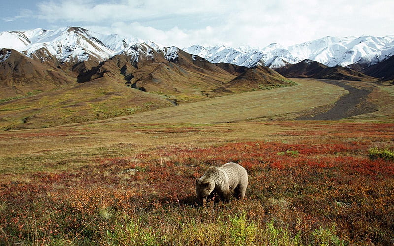 Foraging Grizzly Bear Alaska, HD wallpaper
