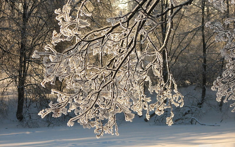 frozen branch-Winter natural landscape, HD wallpaper