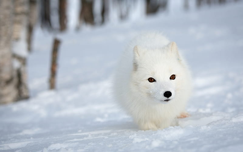 arctic fox, forest, winter, snow, wildlife, HD wallpaper