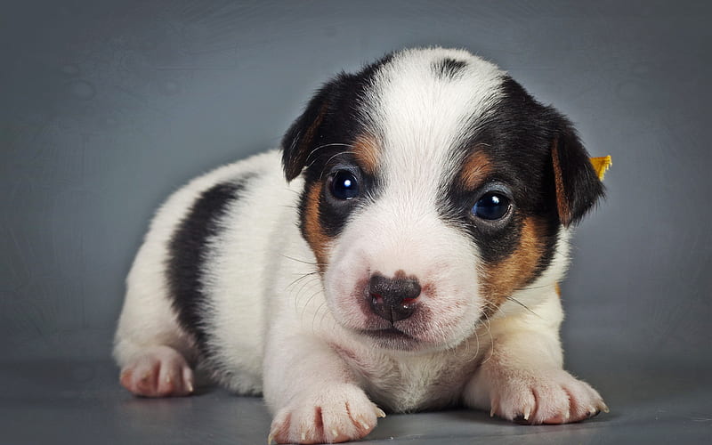 Beagle, puppy, cute dog, pets, dogs, small beagle, sad dog, cute animals, Beagle Dog, HD wallpaper