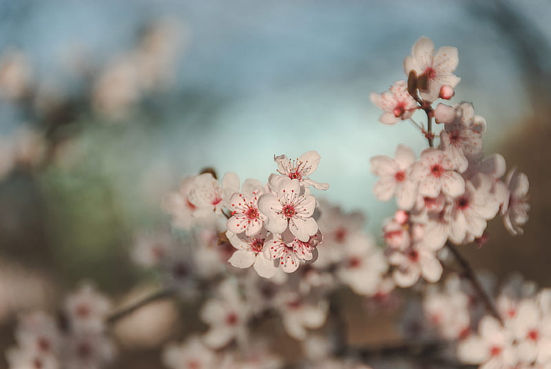 Flowers, cherry, blur, macro, HD wallpaper | Peakpx