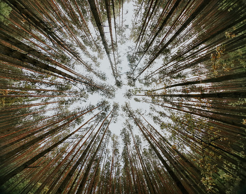 pine, trees, bottom view, HD wallpaper