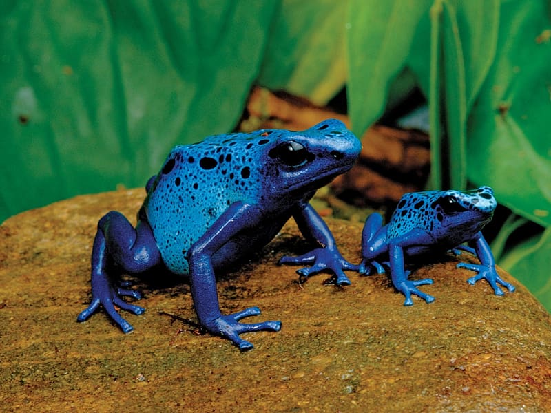 Frogs, Animal, Poison Dart Frog, Blue Poison Dart Frog, HD wallpaper