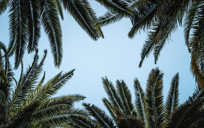 palm leaves frame, blue background, leaves frame, palm leaves, summer frame, HD wallpaper