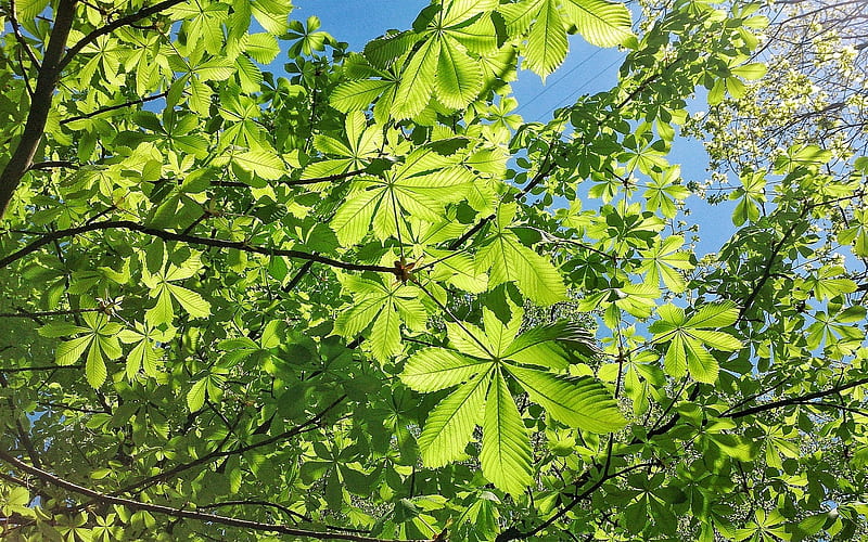 Chestnut Leaves, chestnut, leaves, tree, green, HD wallpaper