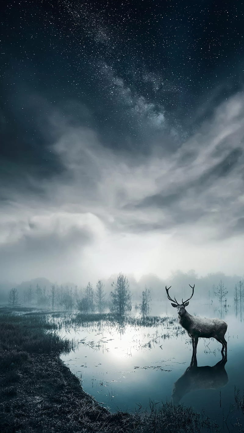 whitetail deer wallpaper free APK for Android Download