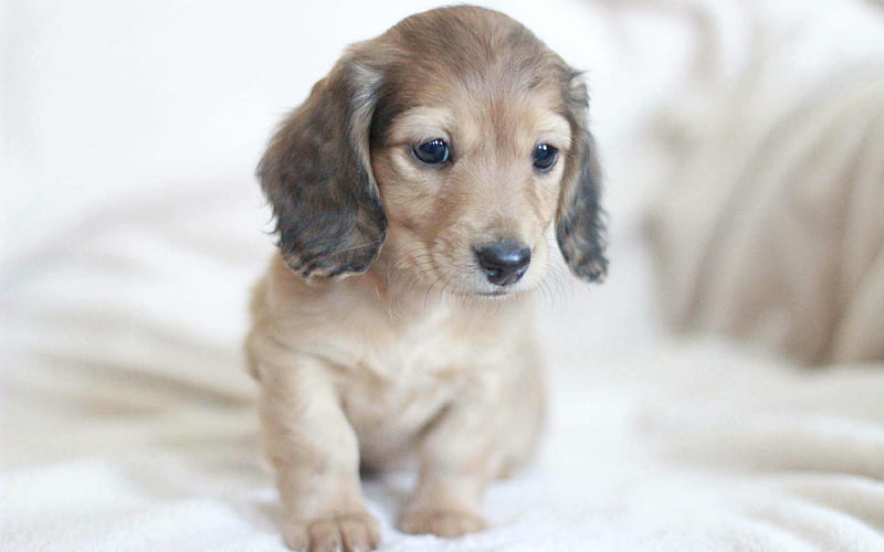 Cream Miniature Dachshunds dogs, puppy, cute animals, dachshund, HD wallpaper