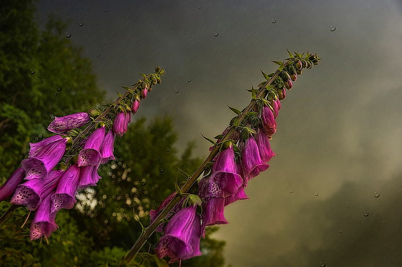 Rain Pretty Lovely Bonito Drops Graphy Nice Cool Purple