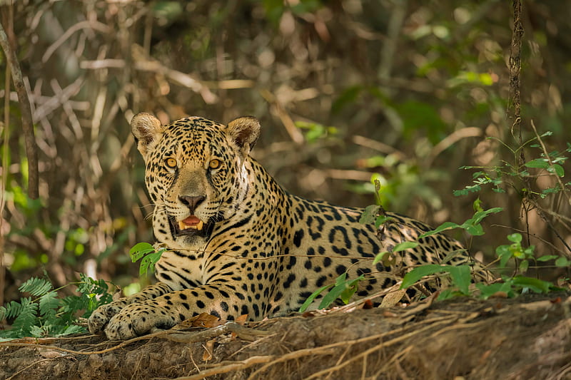 Cats, Jaguar, Big Cat, Wildlife, predator (Animal), HD wallpaper