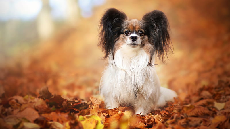 Dogs, Papillon, Dog, Fall, Leaf, Papillon (Dog), Pet, HD wallpaper