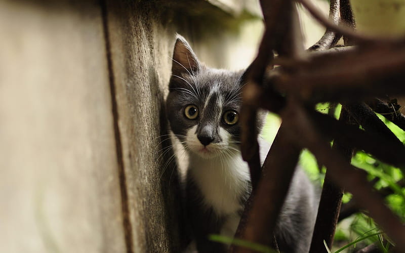 Felidae Cat Kitten-Animal selection, HD wallpaper