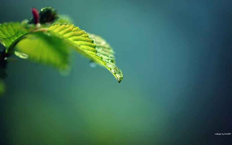 drop green leaves-plants graphy, HD wallpaper