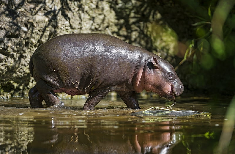 HD baby hippos wallpapers | Peakpx