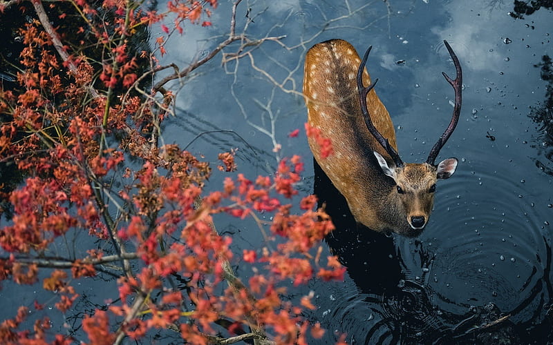 Deer, cerb, autumn, water, caprioara, animal, red, view from the top, toamna, horns, HD wallpaper