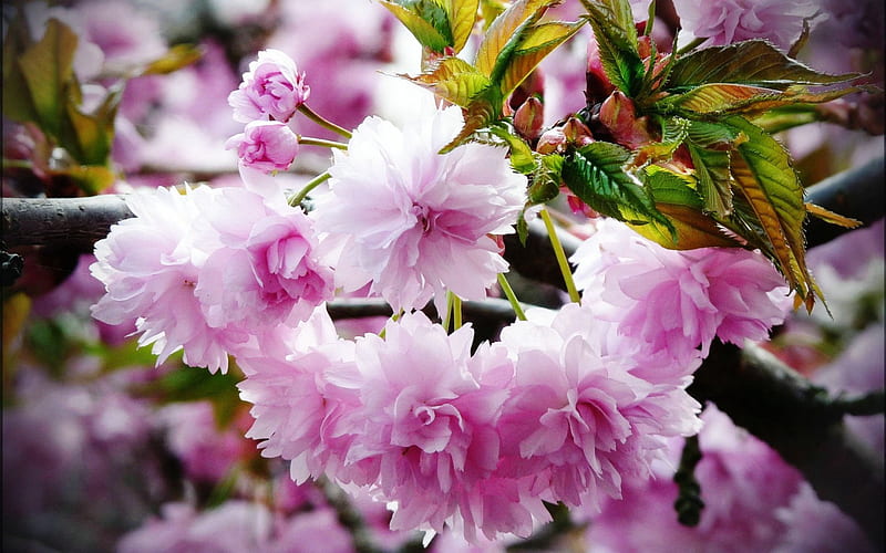 Flores de primavera florecientes, landsacpe, colores, árbol de sakura,  bonito, Fondo de pantalla HD | Peakpx