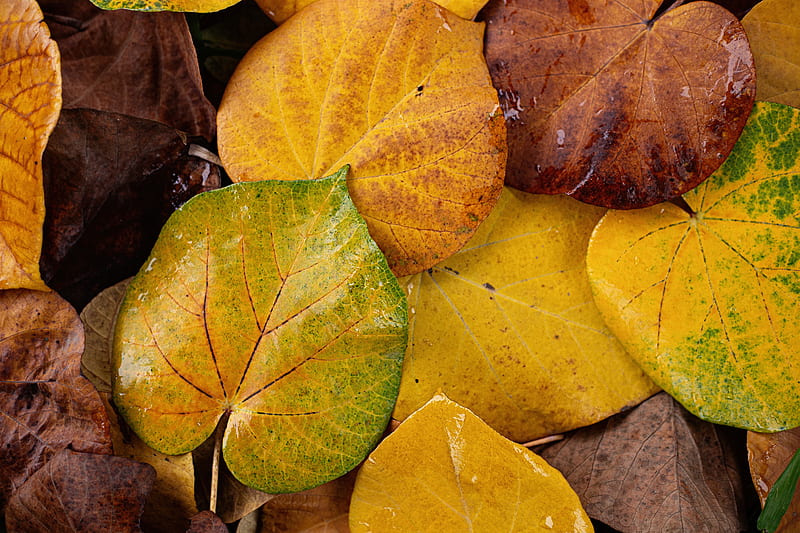 green and brown leaves on brown soil, HD wallpaper