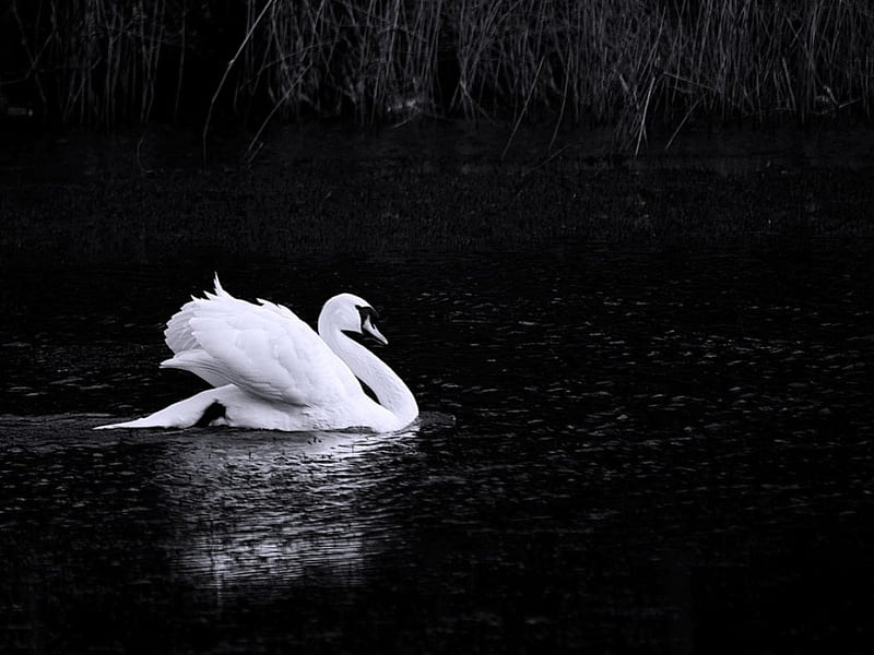 Solitary swan, black, swan, white, bird, HD wallpaper