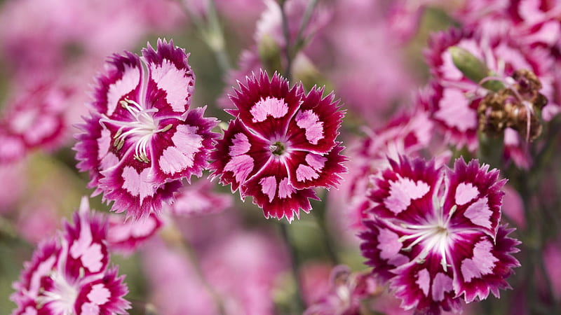 Red Pink Cranberry Ice Dianthus Flowers Blur Background Flowers, HD wallpaper