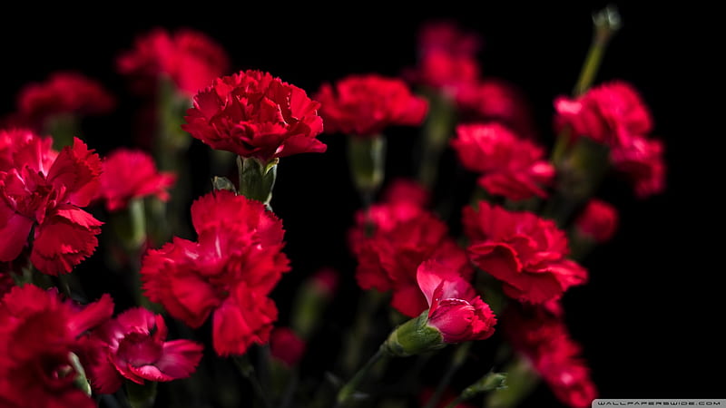 Red Carnations, red, lovely, flowers, beauty, nature, carnations, HD wallpaper