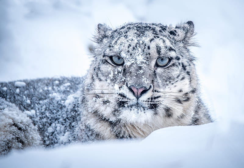 Cats, Snow Leopard, Muzzle, Snow, Winter, HD wallpaper