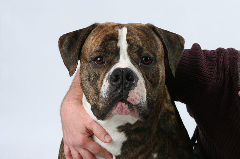 Oscar from Healing Hearts Animal Therapy Intl., animal therapy, oscar, dogs, american bulldog, HD wallpaper