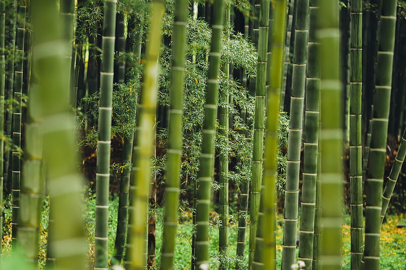bamboo trees, HD wallpaper