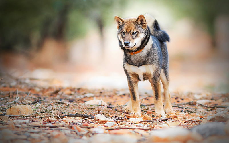 Shiba Inu, forest, pets, bokeh, cute dog, summer, dogs, Shiba Inu Dog, HD wallpaper