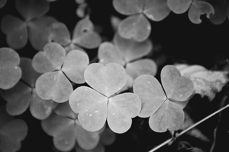 clover, leaves, macro, black and white, HD wallpaper