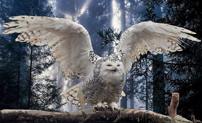 Beautiful Snowy Owl, Snowy Owl, Owls, bonito, White, Birds, HD wallpaper