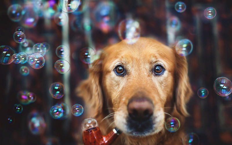 Labrador, brown dog, pets, portrait, brown retriever, dogs, HD wallpaper