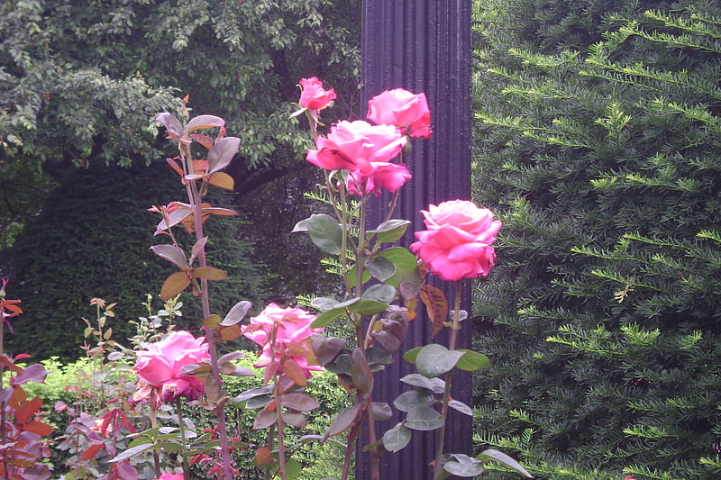 Boston public garden, boston, flowers, summer time, pink roses, HD wallpaper
